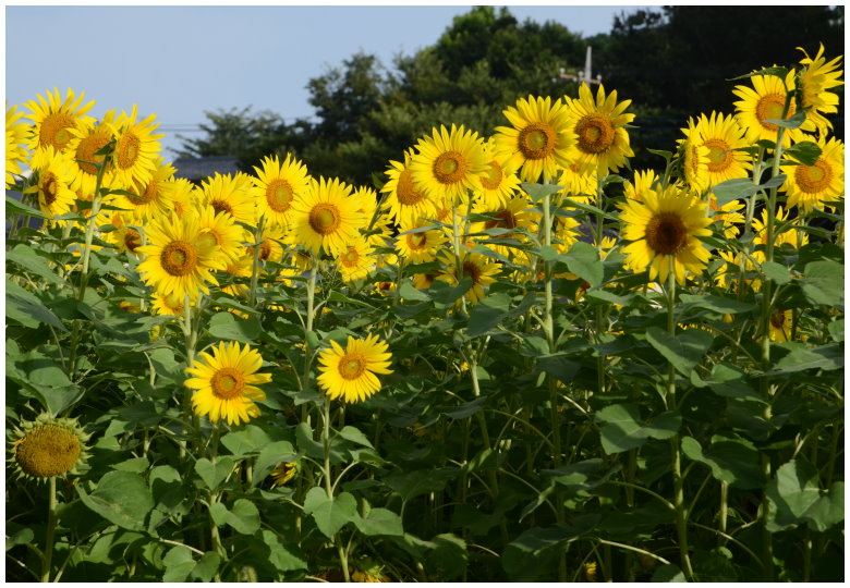 写真